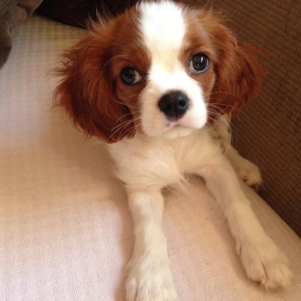 <br>leventerim </br>  New mate has arrived "candy" #dog #cavalier