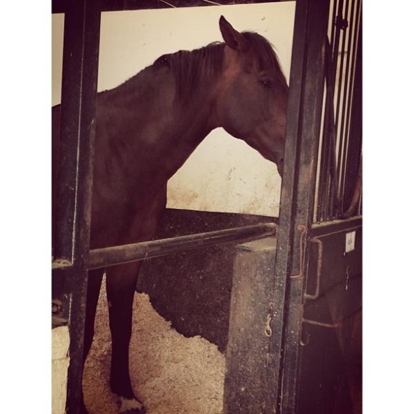 <br>Lara Saylgan </br>  He is the King