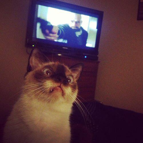 <br>Mehmet Tez</br>  Hahaha Breaking Bad