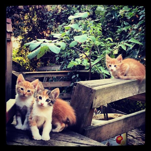 <br>Asm Yldrm </br>  "TYL GZELLER"