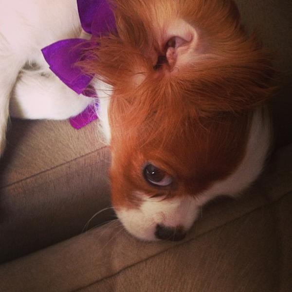 <br>leventerim </br>  Candy ve mor earb #dog #cavalier