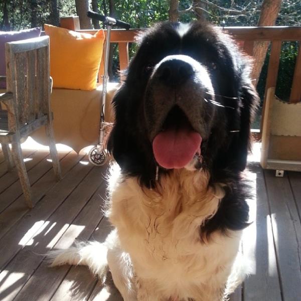 <br>Seren Serengil </br>  Tobby:)