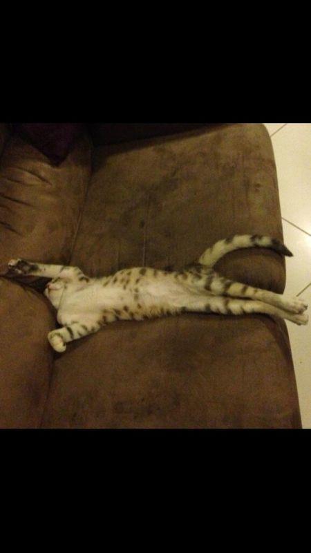 <br>mr Gedik </br>  Bu ufaklk iki gn nce ev halkna katld? Uyuyacak ve byyecek :)