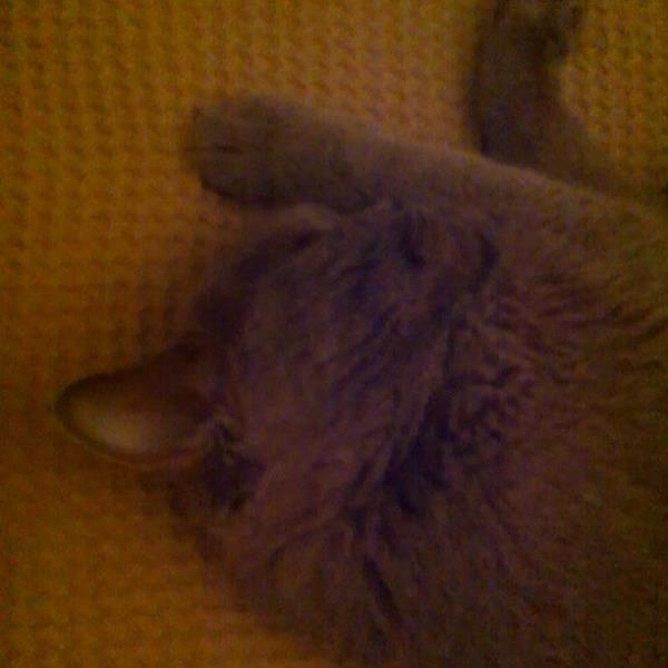 <br>Reyhan Karaca </br>  Uyuyan guzel #cat #juliet