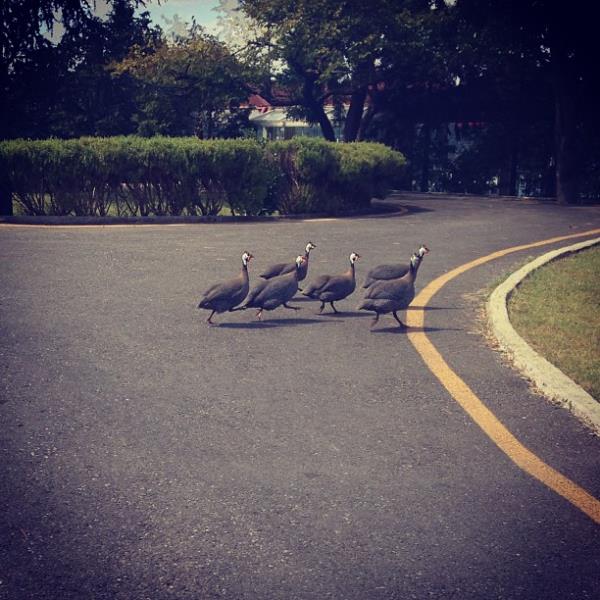 <br>PuCCa </br>  Karsidan karsiya gecen hindile