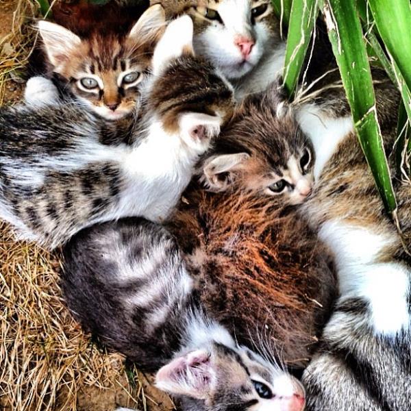 <br>Elif Aktug @elifaktug  </br>  Bence en az dort cocuk? cat kitty kedi