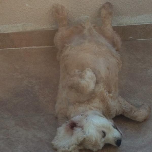 <br>Hilal Cebeci </br>   Keyfine dkn bir kuum var hep ble siestalar yapar omk hahahahjaj