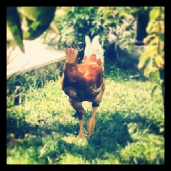 <br>Ural Akuzum</br>  Tous Les Matins du Monde avec un coq