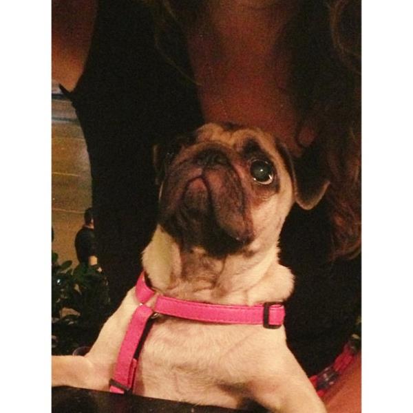 <br>Lara Saylgan </br>  Dosi