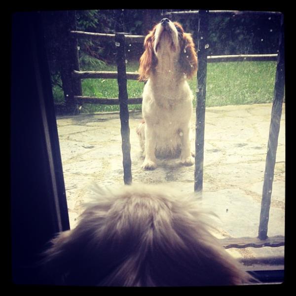 <br>Pucca</br>  Beni unuttunuz...