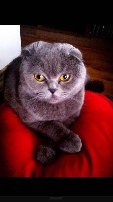 <br>Nilgn Belgn </br>  te mehur Leylamz:) Can dostlarm Zeki ve Jlide onu kedi diye almlar.Ama bence deil:)) Bu nedir bu?)