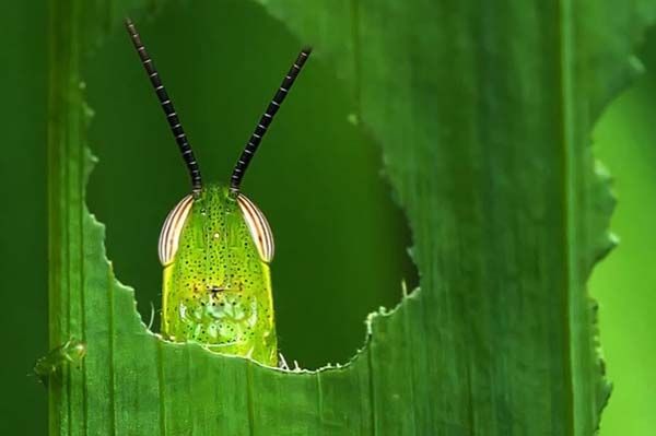 Minik yaamlarn dev dnyas