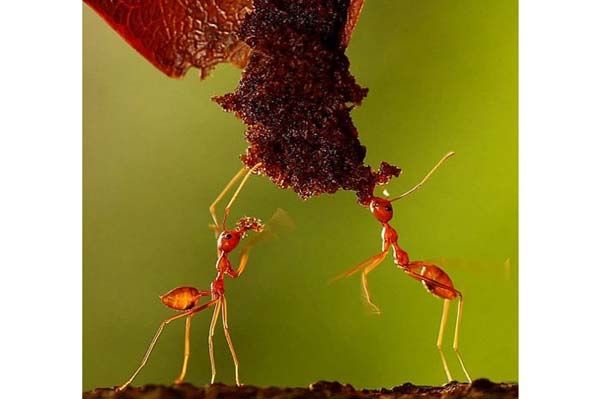 Minik yaamlarn dev dnyas