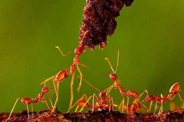 Minik yaamlarn dev dnyas