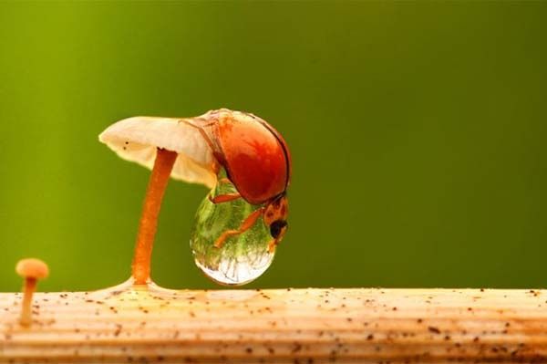 Minik yaamlarn dev dnyas