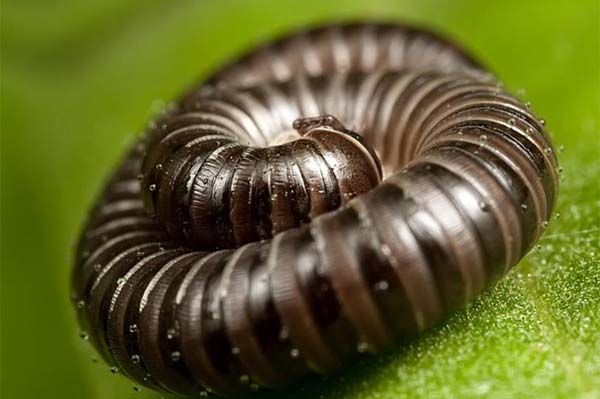 Minik yaamlarn dev dnyas