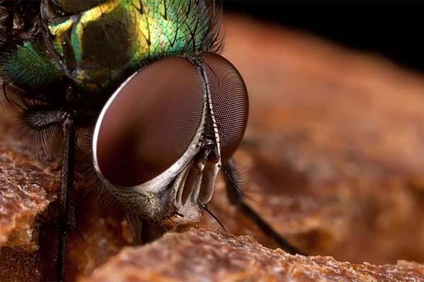 Minik yaamlarn dev dnyas