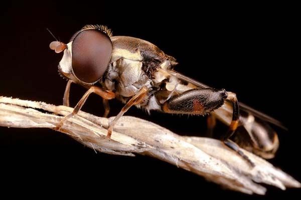 Minik yaamlarn dev dnyas