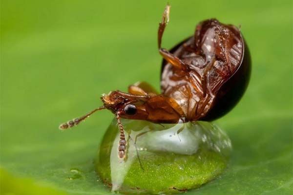 Minik yaamlarn dev dnyas