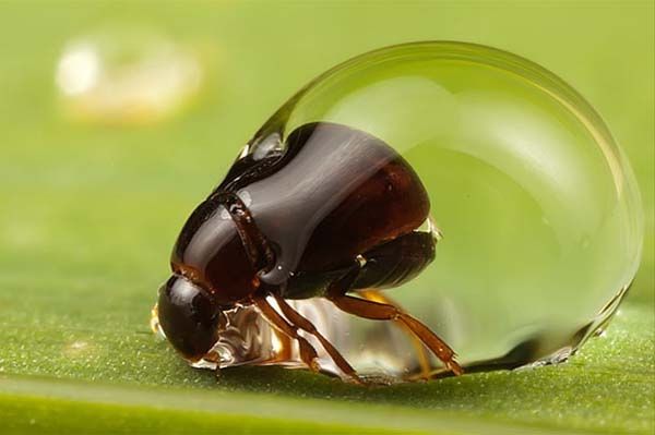 Minik yaamlarn dev dnyas