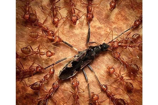 Minik yaamlarn dev dnyas