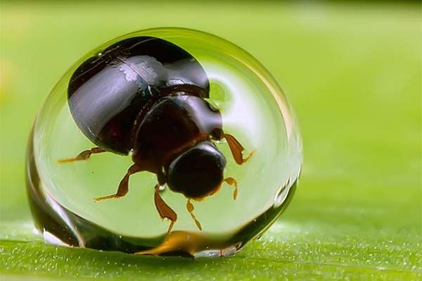 Minik yaamlarn dev dnyas