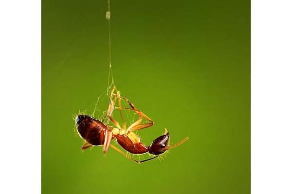 Minik yaamlarn dev dnyas