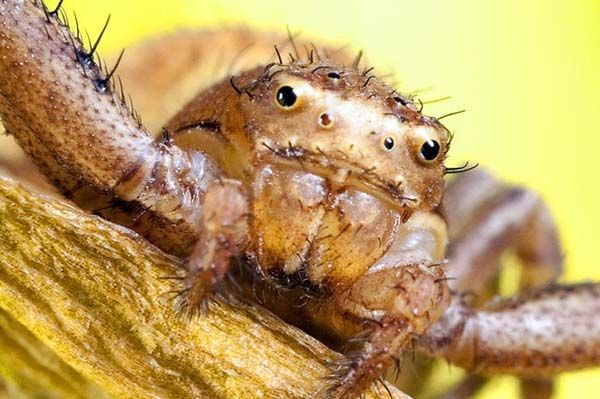 Minik yaamlarn dev dnyas