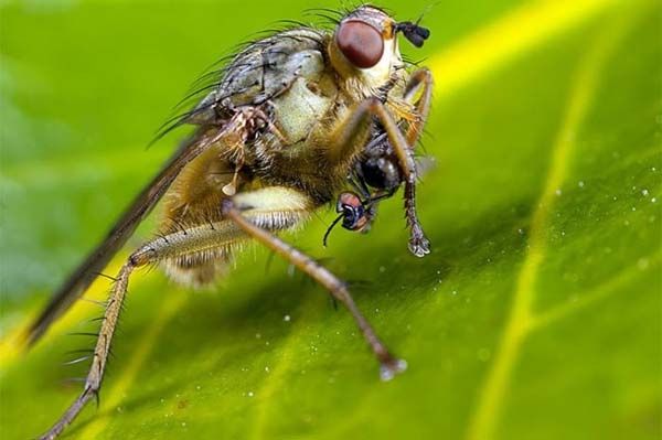 Minik yaamlarn dev dnyas