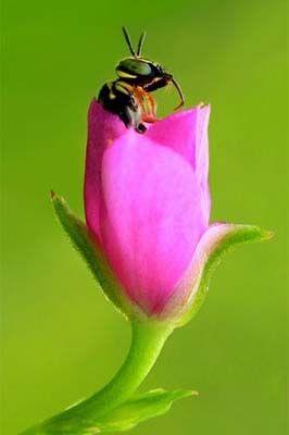 Minik yaamlarn dev dnyas