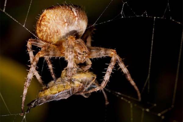 Minik yaamlarn dev dnyas