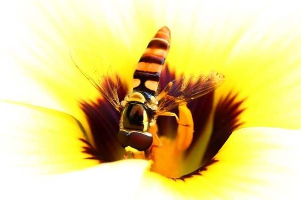 Minik yaamlarn dev dnyas