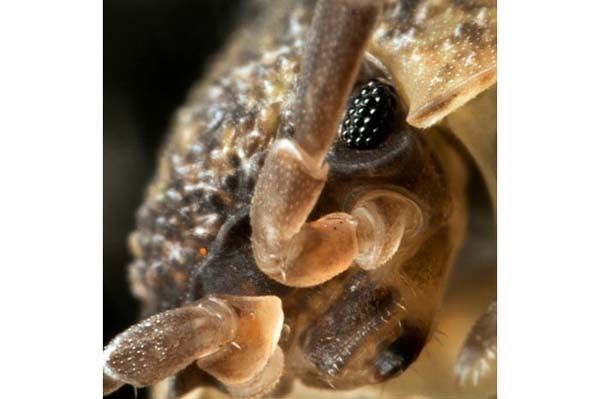 Minik yaamlarn dev dnyas