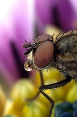 Minik yaamlarn dev dnyas