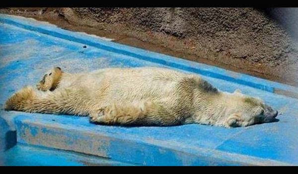 Arturo'nun Arjantin'de tutulduu ortamda yaad aclar, hayvan haklar savunucularn ayaa kaldrd.Sunday People'da yer alan habere gre, Kanada'da bulunan Assiniboine Park hayvanat bahesinin Arturo'yu transfer etme teklifi, Arjantin'deki hayvanat bahesi tarafndan reddedildi.