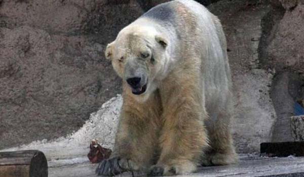 Arturo'nun daha uygun hava artlarna sahip bir lkeye nakledilmesi iin srdrlen kampanyalar devam ediyor.