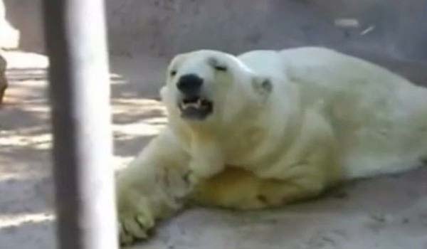 Dnyaca nl arkc Cher, resmi Twitter hesabndan paylat mesajda Arjantin'e seslenerek, Arturo'nun lmesi durumunda bunun tek sorumlusunun Arjantin olduunu belirtti ve "elleriniz kanl" dedi.