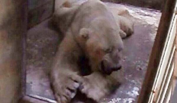 Yalnzca 50 cm'lik bir havuzu bulunan beton kafeste adeta ikence yaayan hayvann baka bir lkeye nakledilmesi iin imza kampanyalar balatld.