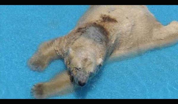 Arturo adndaki kutup ays, dnyann en mutsuz hayvan olarak tanmlanyor.