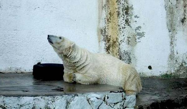 nk Arturo, Gney Amerika'da, doasna tamamen aykr bir iklimde, yaklak 40 derece scaklkta yaam mcadelesi veriyor.