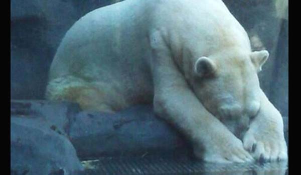 Beton zeminde 40 dereceyi aan havada bunalan Arturo, en yakn arkada Pelusa'nn 2 yl nce lmesiyle iyice bunalma girdi. Yetkililer hayvann artk tuhaf davranlar sergilediini sylyor.Arturo'nun grntleri basna yansynca, hayvan haklar savunucular da harekete geti.