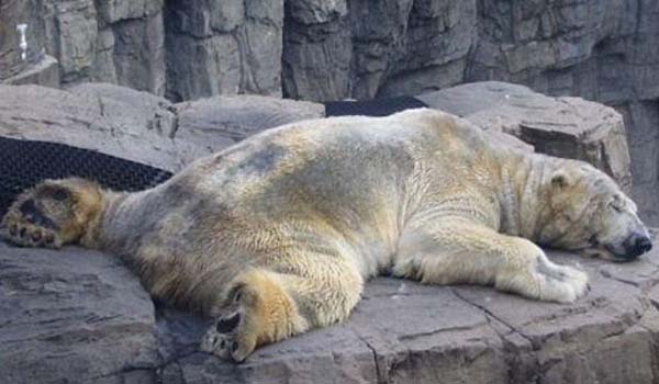 Arjantin'de bulunan Mendoza Zoo adl hayvanat bahesinde tutulan talihsiz hayvan, ar scak havada yaamaya alyor.29 yandaki kutup aysnn kafasn srekli sallad, kendini yerden yere att konuuluyor.