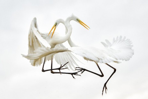 <br><b>Great-white Egrets - Byk Beyaz Sorgular</b></br>  Bence Mate'e ait bu fotoraf, Macaristan'daki Kiskunsg Milli Park'nda ekilmi.