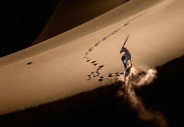 <br><b>Oryx at the Dune Top - l Zirvesindeki Afrika Antilopu</b></br>  Bo Fu'nun fotoraf Namibya'dan.