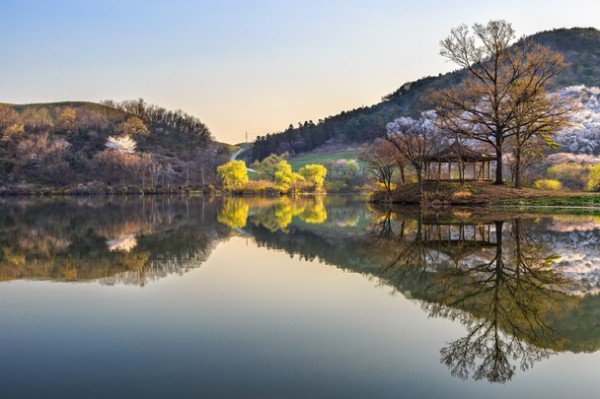 <br><b>Reflection of Spring - Baharn Yansmas</b></br>  Sungjin Kim'e ait bu fotoraf, Gney Kore'nin Seosan blgesinden.