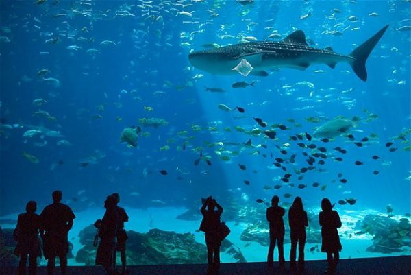 En byk akvaryum Atlanta'da bulunan Georgia Akvaryumu 120.000 adet hayvana ev sahiplii yapyor.