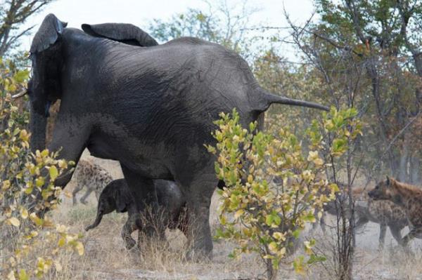 Botswana'da ekilen bu fotoraflar, tam 18 srtlann saldrsna urayan yavrusunu kurtarmaya alan anne filin dramatik mcadelesini yanstyor.Anne fil, yavrusunun etrafn sarp zerine atlmaya alan srtlanlara duraksamadan saldrd.Srtlanlar hortumuyla yakalayp frlatan anne, sonunda yavrusunu kurtard.Tm bu mcadele srasnda yavru fil kuyruunu kaybetse de, annesinin sayesinde hayatta kalabildi.