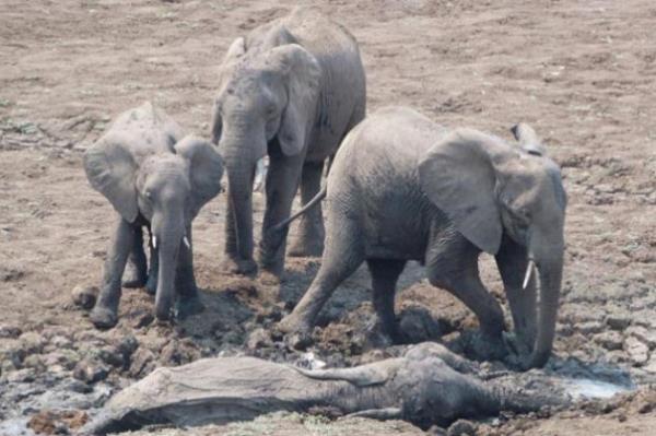 Gney Afrika lkelerinden Zambiya'nn Gney Luangwa Ulusal Park'nda bir fil ve yavrusu batakla sapland. Grevliler ve yakn kylerdeki insanlar tarafndan ilk yavru fil sonra anne fil bataklktan glkle karlabildi. Bir traktr yardmyla yaplan kurtarma operasyonu ise grlmeye deer. Kurtarma operasyonundan saniye saniye kareler...