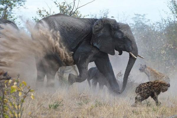 Botswana'da ekilen bu fotoraflar, tam 18 srtlann saldrsna urayan yavrusunu kurtarmaya alan anne filin dramatik mcadelesini yanstyor.Anne fil, yavrusunun etrafn sarp zerine atlmaya alan srtlanlara duraksamadan saldrd.Srtlanlar hortumuyla yakalayp frlatan anne, sonunda yavrusunu kurtard.Tm bu mcadele srasnda yavru fil kuyruunu kaybetse de, annesinin sayesinde hayatta kalabildi.