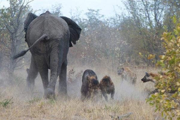 Botswana'da ekilen bu fotoraflar, tam 18 srtlann saldrsna urayan yavrusunu kurtarmaya alan anne filin dramatik mcadelesini yanstyor.Anne fil, yavrusunun etrafn sarp zerine atlmaya alan srtlanlara duraksamadan saldrd.Srtlanlar hortumuyla yakalayp frlatan anne, sonunda yavrusunu kurtard.Tm bu mcadele srasnda yavru fil kuyruunu kaybetse de, annesinin sayesinde hayatta kalabildi.